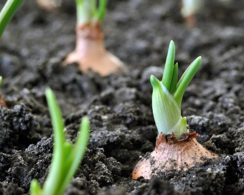 Organic Farming Evergreen Landscape Gardens Organic Farming Evergreen Landscape Gardens